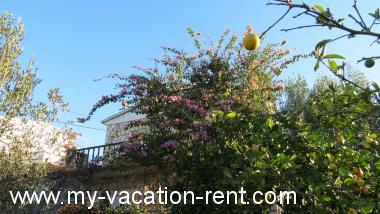 Apartments Janja - terrace and sea view Croatia - Dalmatia - Island Solta - Necujam - apartment #1261 Picture 2