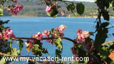 Apartments Janja - terrace and sea view Croatia - Dalmatia - Island Solta - Necujam - apartment #1261 Picture 5