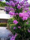 Apartments Viki - seaview & garden terrace: Croatia - Dalmatia - Makarska - Makarska - apartment #7529 Picture 6